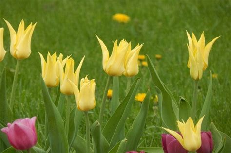 Was Zu Tun Ist, Wenn Tulpen Früh Im Späten Winter Blühen